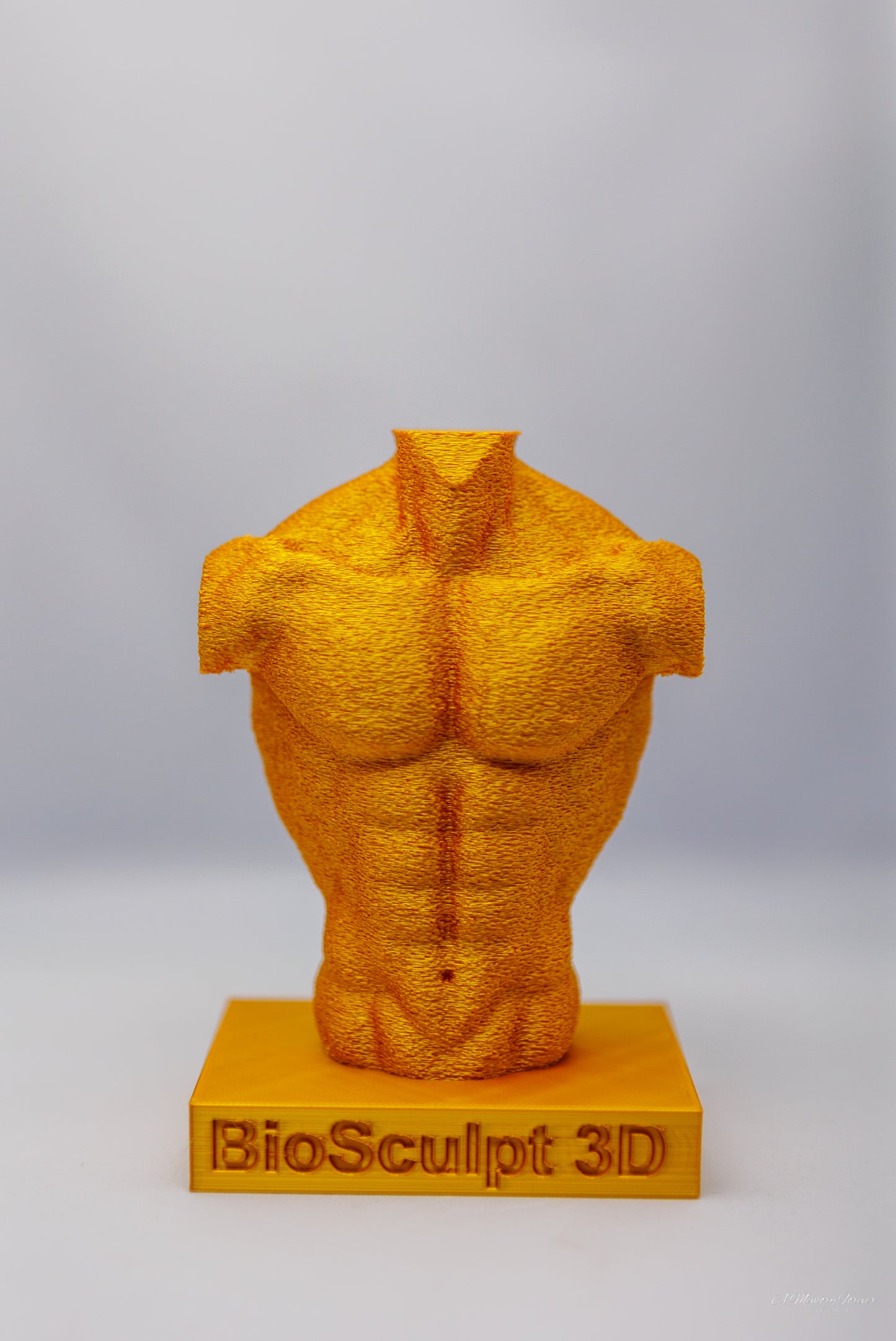 Muscular Torso