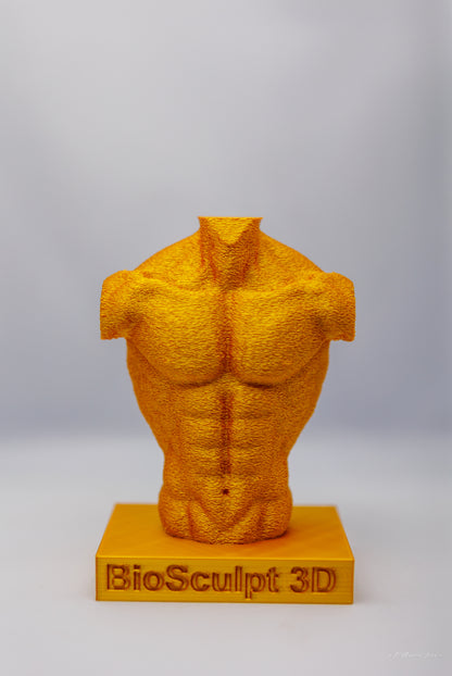 Muscular Torso