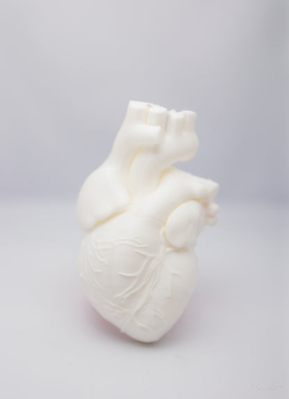 Anatomic Heart Model