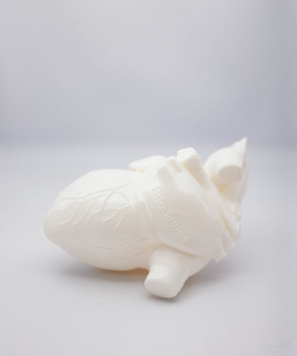 Anatomic Heart Model