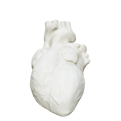 Anatomic Heart Model